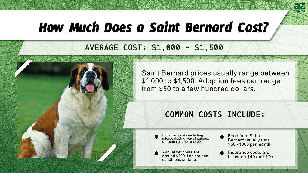 How Much Does a Saint Bernard Cost?