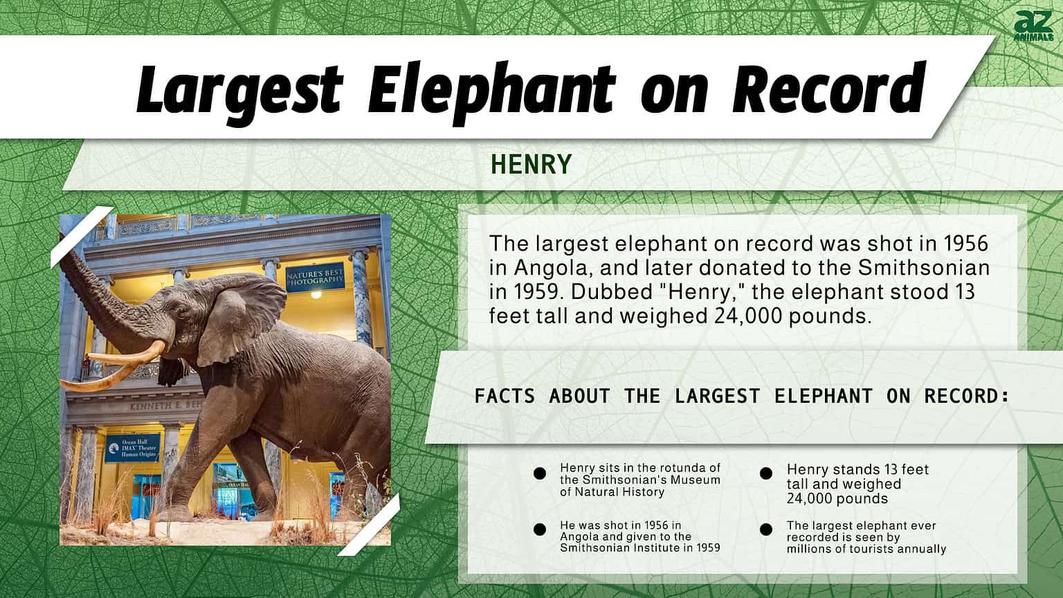 What Is The World's Largest Elephant? - A-Z Animals