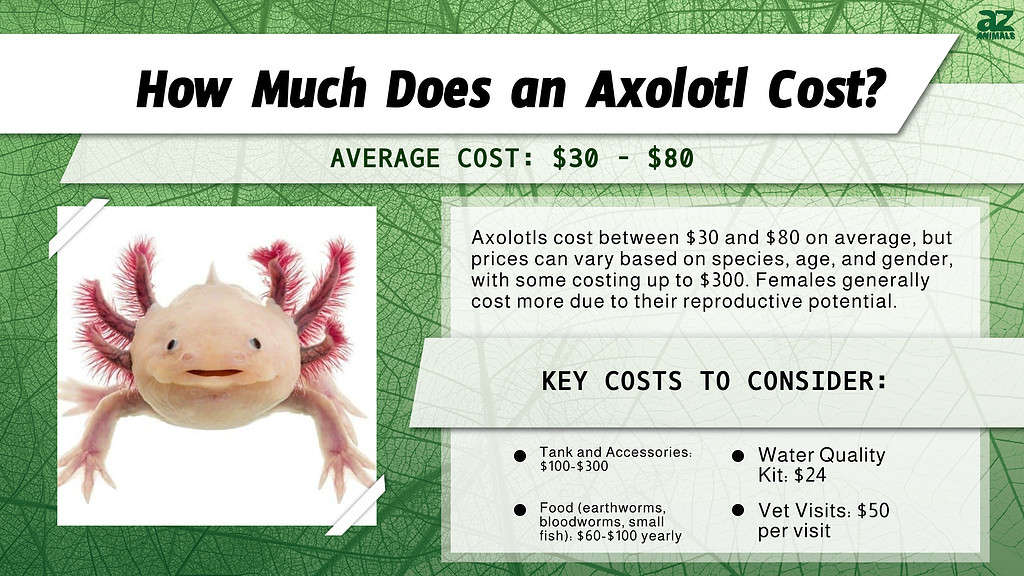 Axolotl Prices in 2023: Purchase Cost, Supplies, Food, and More!