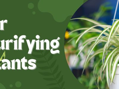 A 8 Amazing Houseplants That Clean and Purify Indoor Air