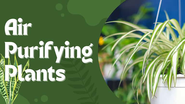 air purifying plants