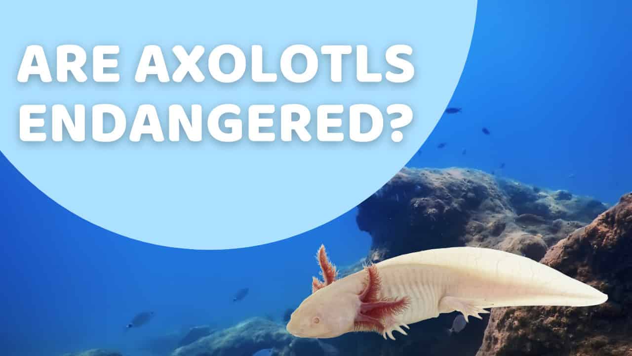 are axolotls endangered?