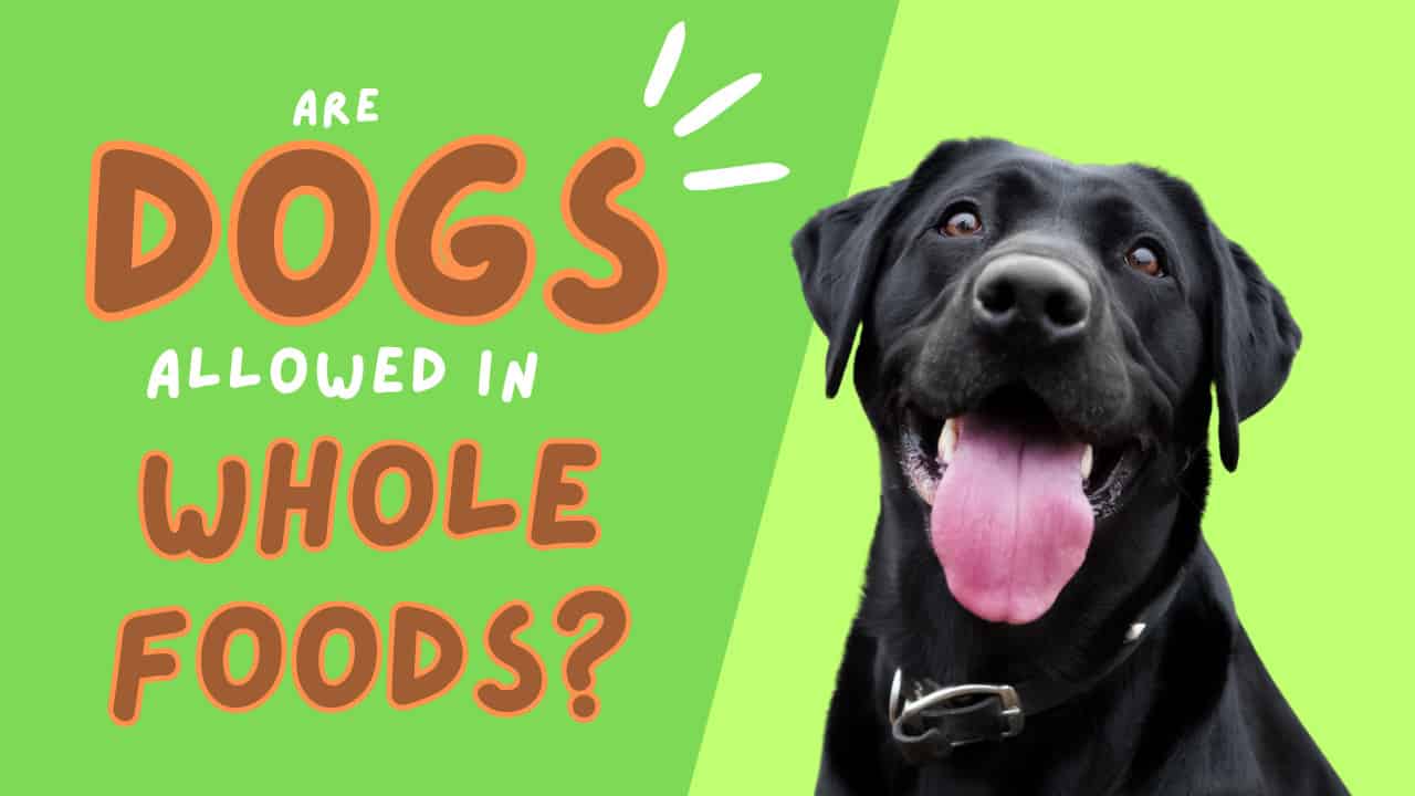 Are Dogs Allowed In Whole Foods? 5 Important Rules to Know AZ Animals