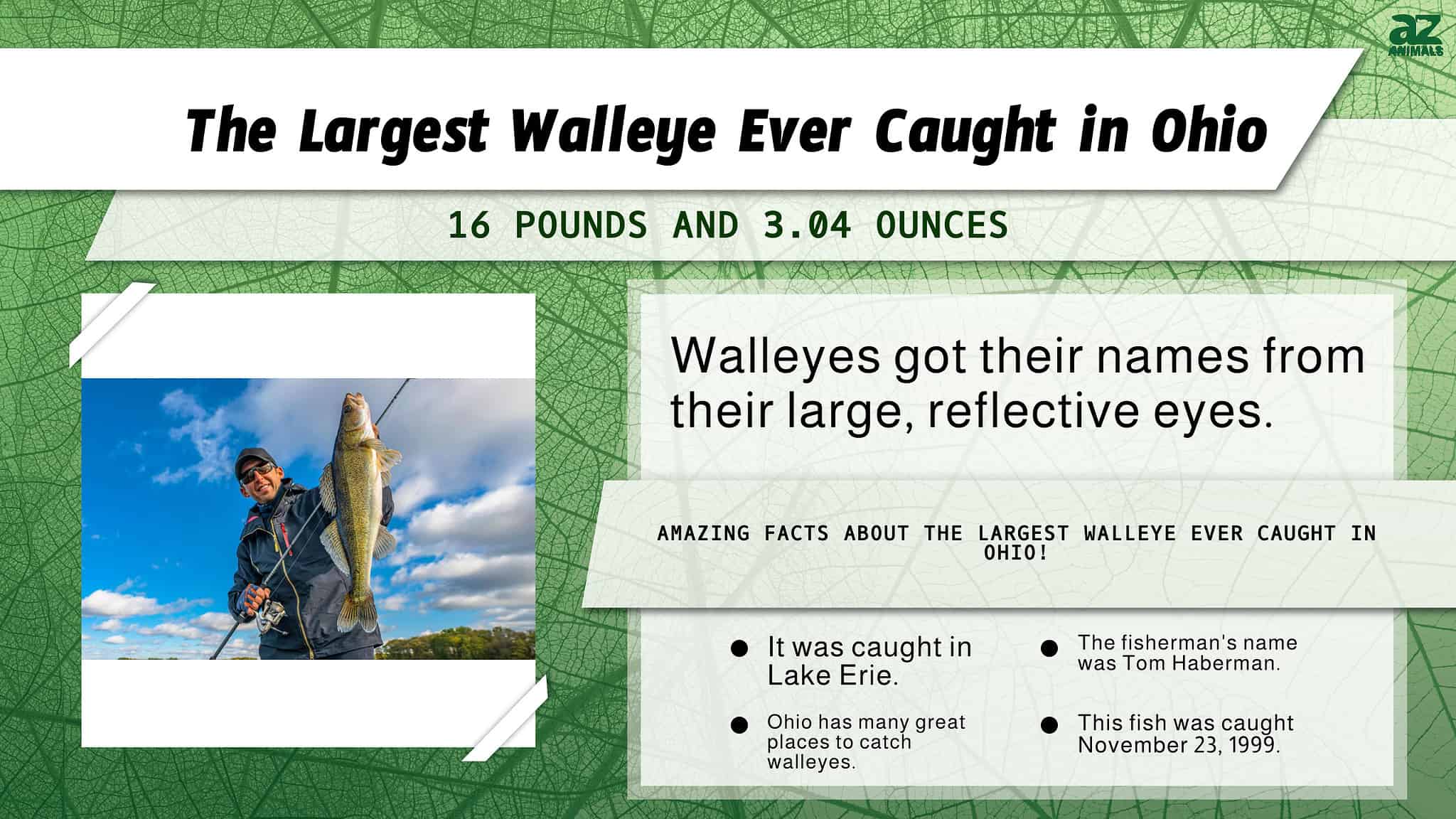 The Largest Walleye Ever Caught In Ohio Was A Golden Record Setter A   B332a92b1d53ac3ef035870e09a9777c1d194b55 2048x1152 