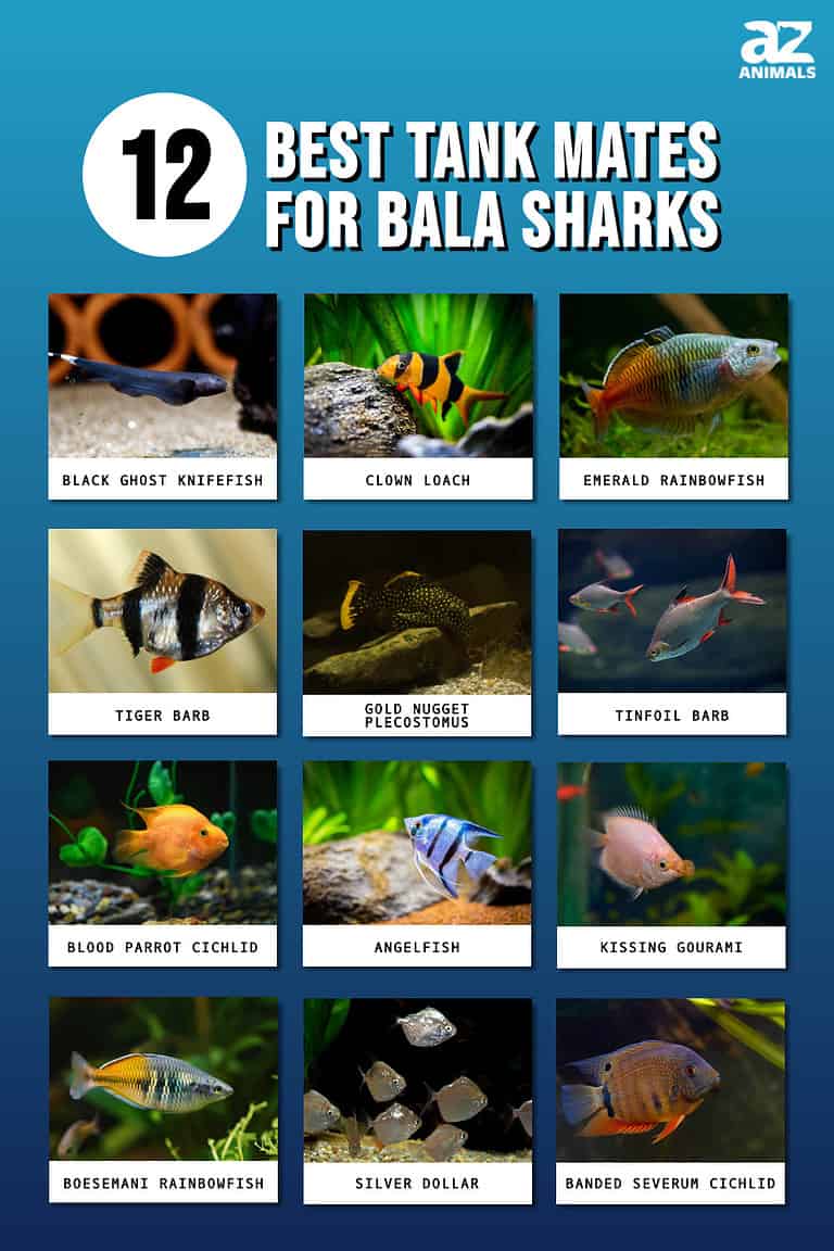 The 12 Best Tank Mates for Bala Sharks - A-Z Animals