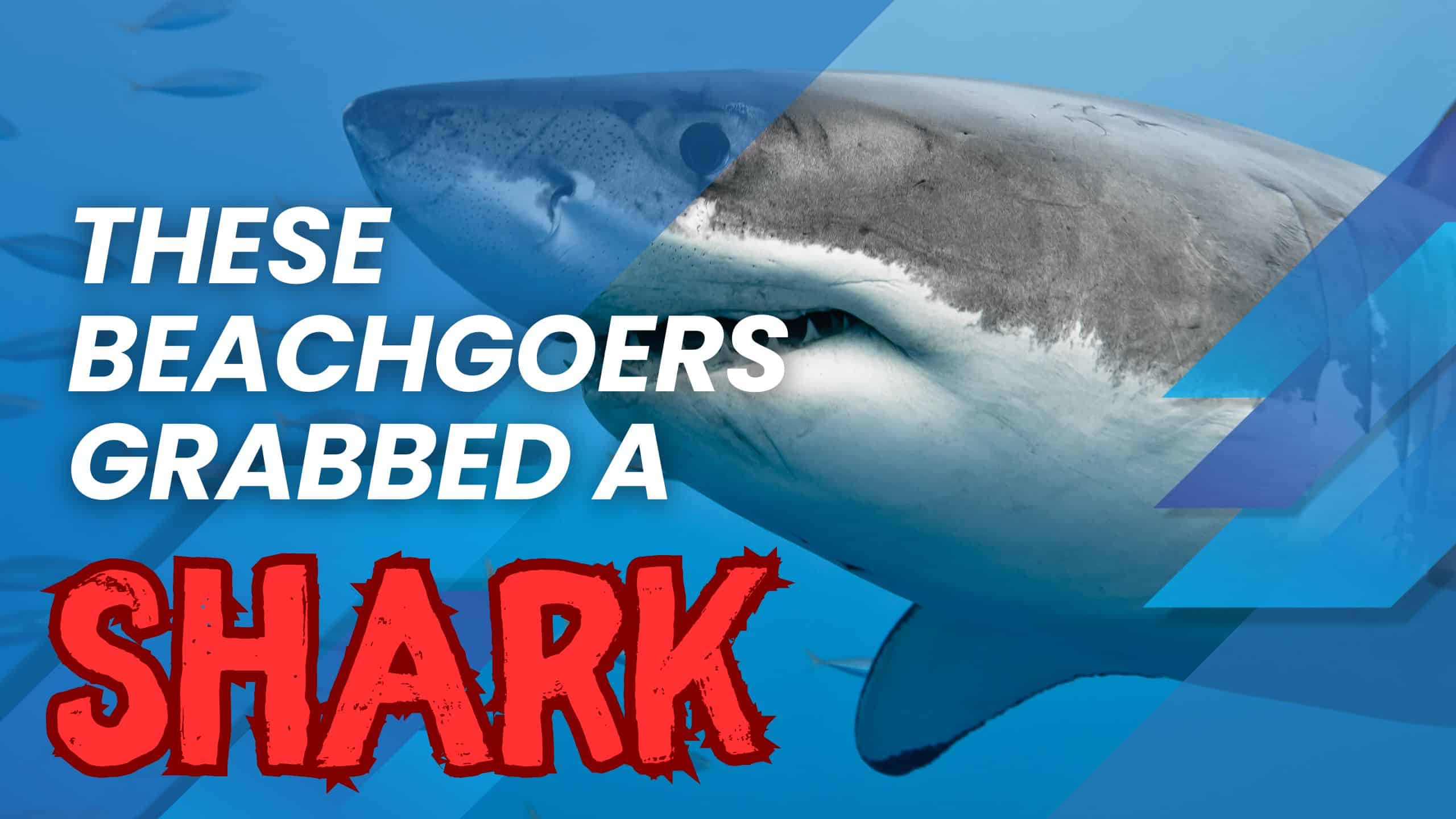 beachgoers grab a shark!