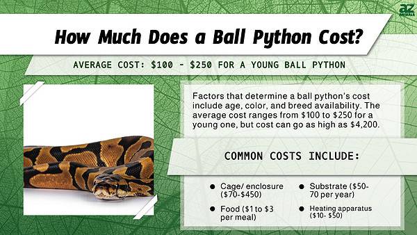 Ball Python Prices 2024: Purchase Cost, Supplies, Food, and More! - A-Z ...