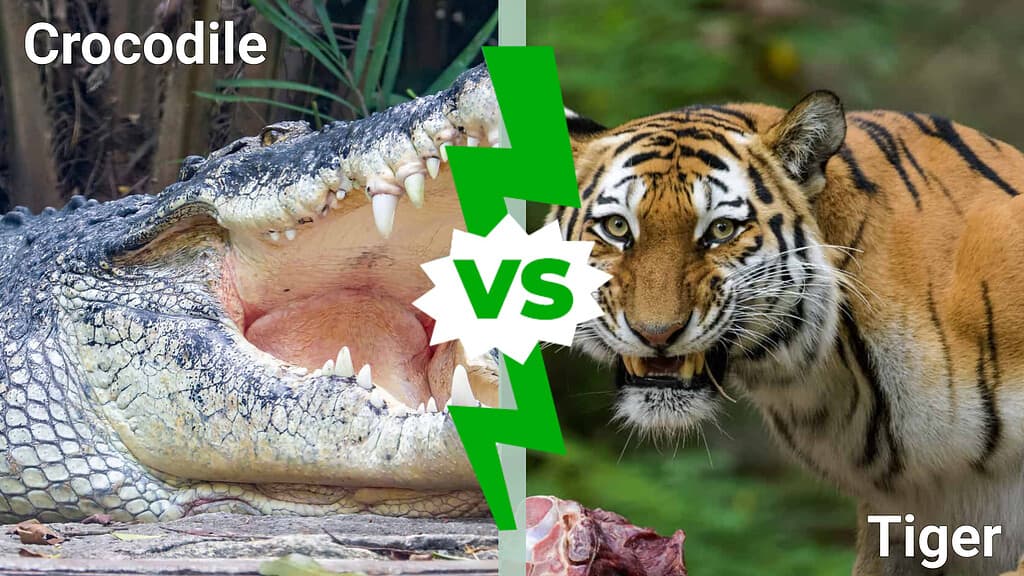 crocodile vs. tiger