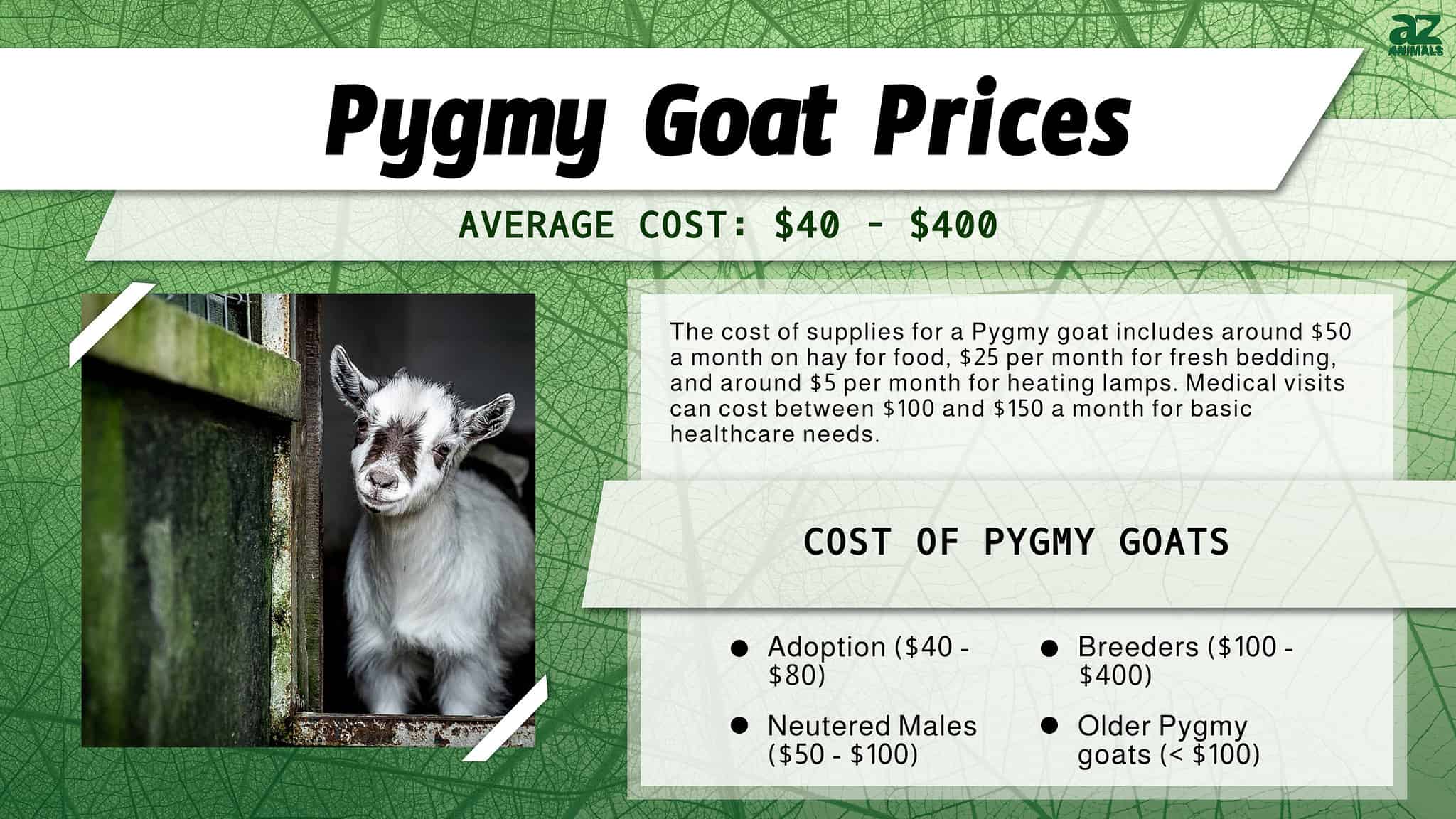 Pygmy Goat Prices in 2024 Purchase Cost, Feeding Costs, and More! AZ Animals