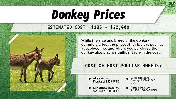 Donkey Prices 2024 Purchase Cost Supplies Food And More A Z Animals   Ce77e8314a64d4152f90d2012cc45f762ddba9b0 600x338 