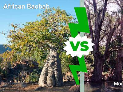 A African Baobab vs. Montezuma Cypress Tree: 5 Differences Between These Towering Giants