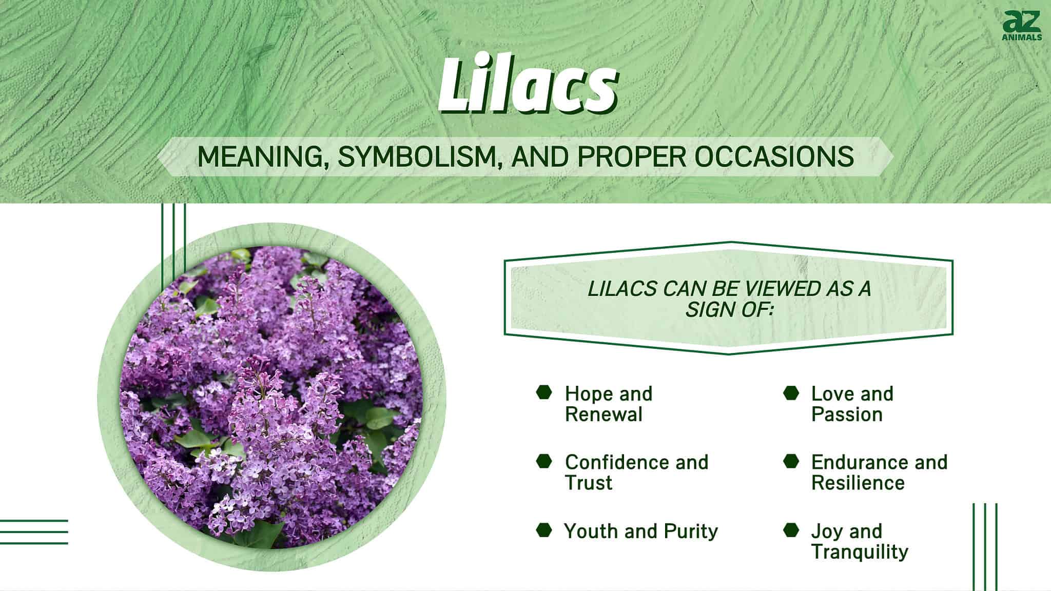 Lilacs Meaning, Symbolism, and Proper Occasions AZ Animals