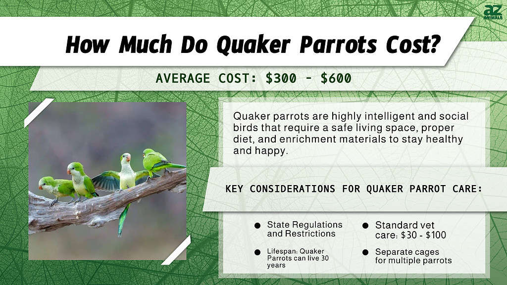 How Much Do Quaker Parrots Cost?