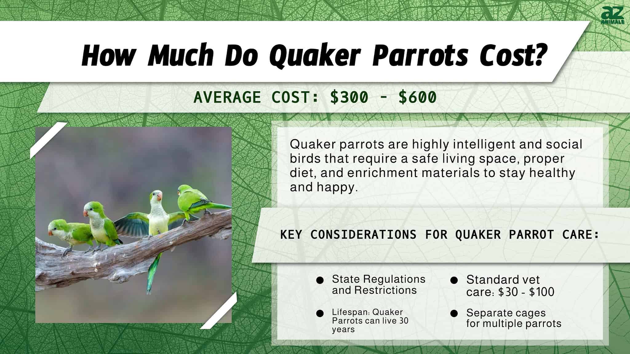Quaker Parrot Prices 2024 Purchase Cost, Where It's Legal to Own, and