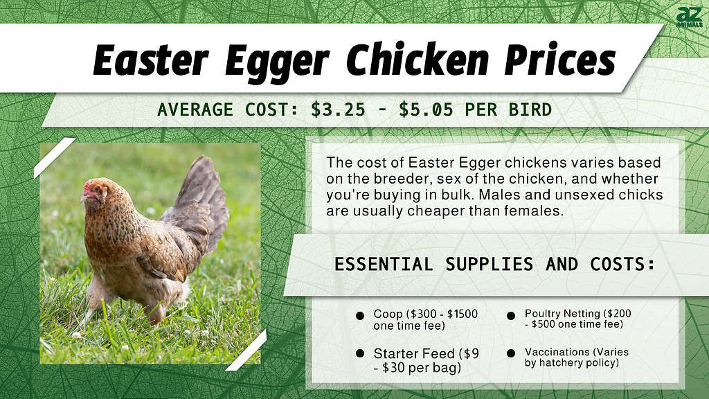 Easter Egger Chicken Prices