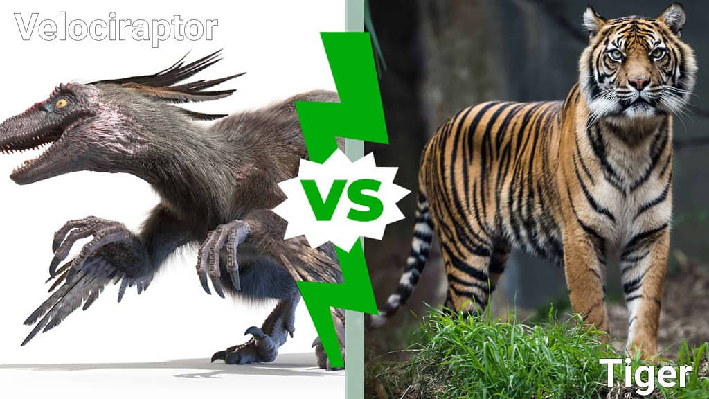 Velociraptor vs. tiger 
