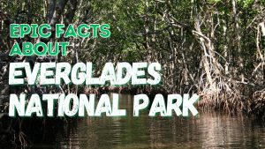 Discover 10 Amazing Facts About Everglades National Park Picture