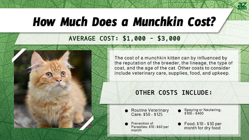 How Much Does a Munchkin Cost?