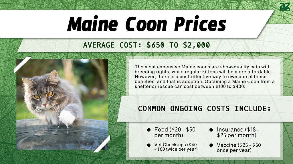Main Coon Prices
