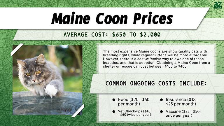 Maine Coon Prices in 2024: Purchase Cost, Vet Bills, & Other Costs - A