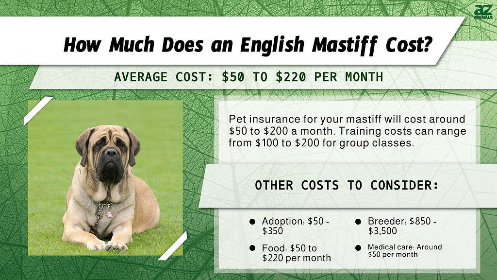 How Much Does an English Mastiff Cost