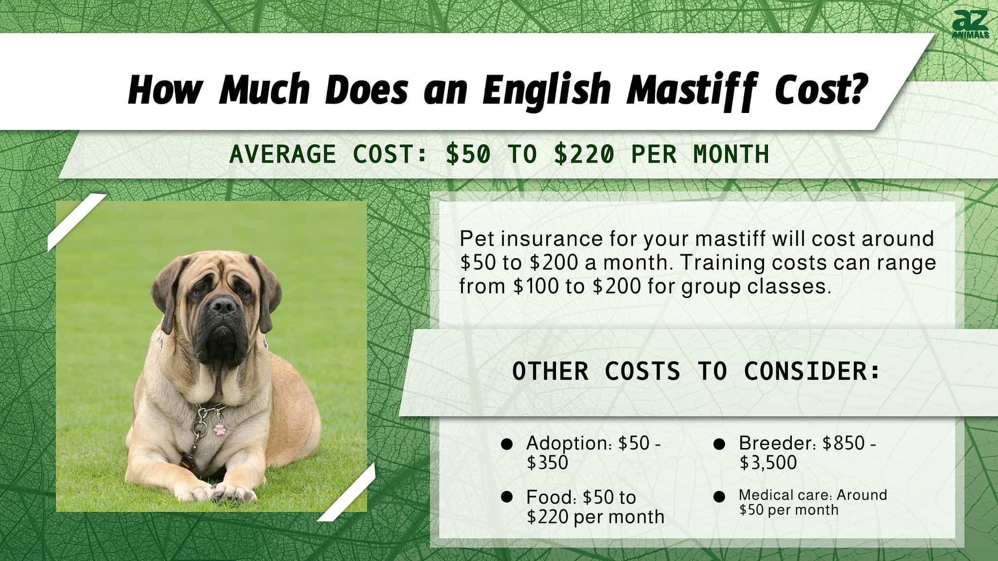 English Mastiff Prices in 2024 Purchase Cost, Vet Bills, and More! A