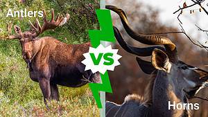 Antlers vs. Horns: The 5 Differences Picture
