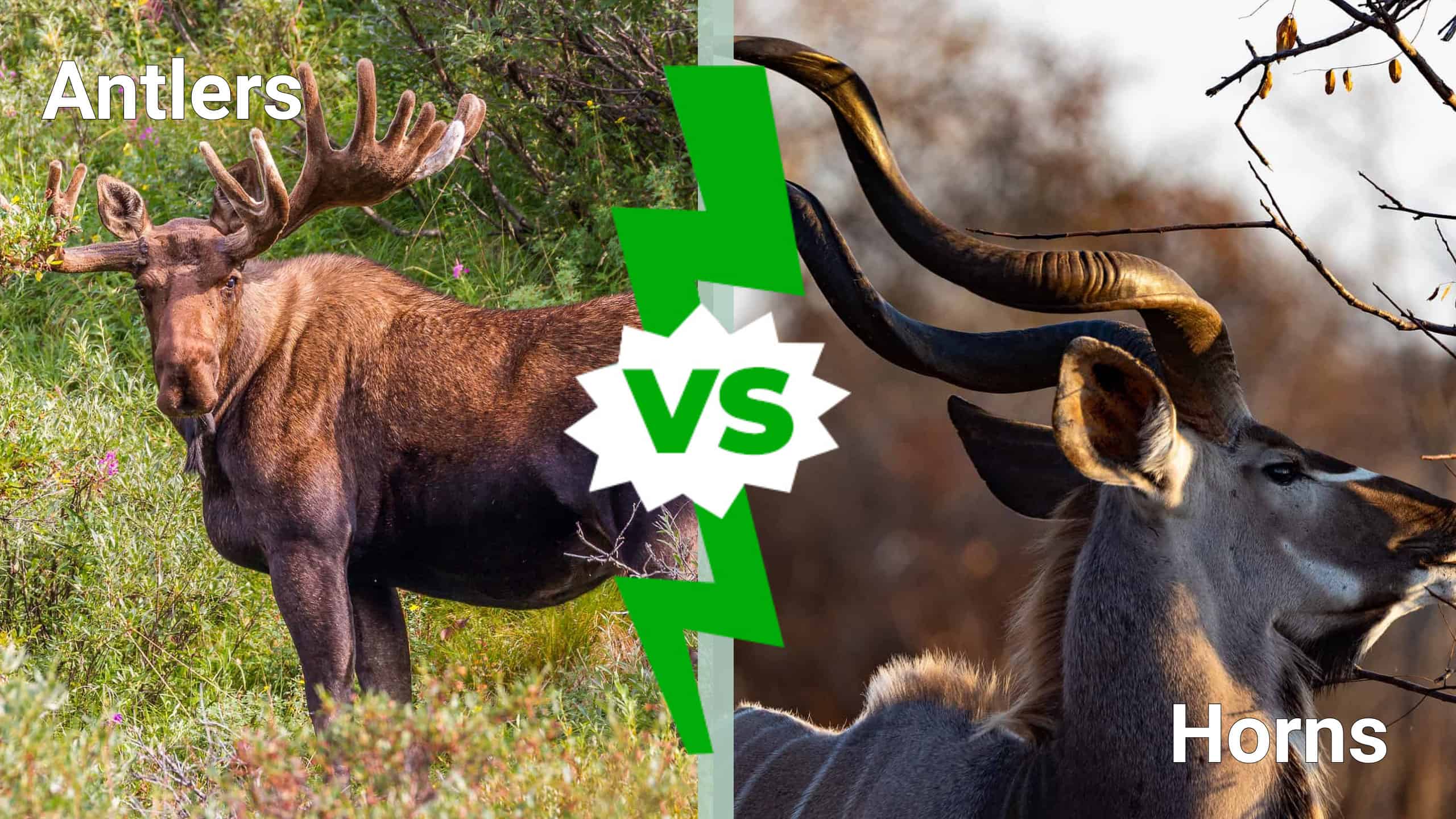 Antlers vs. Horns: What's the Difference?