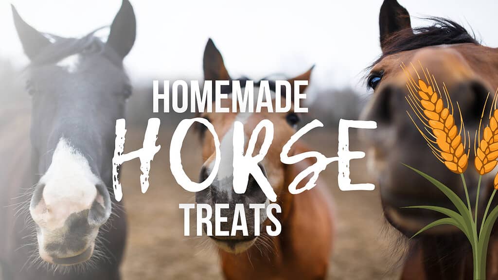 homemade horse treats