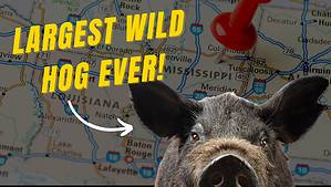 The Largest Wild Hog Ever Caught in Mississippi Picture