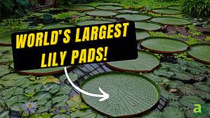 The Largest Water Lily in the World Is the Size of Two King-Sized Beds Picture