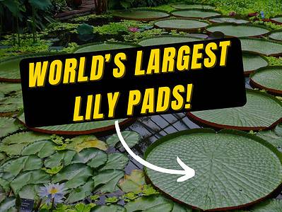 A The Largest Water Lily in the World Is the Size of Two King-Sized Beds