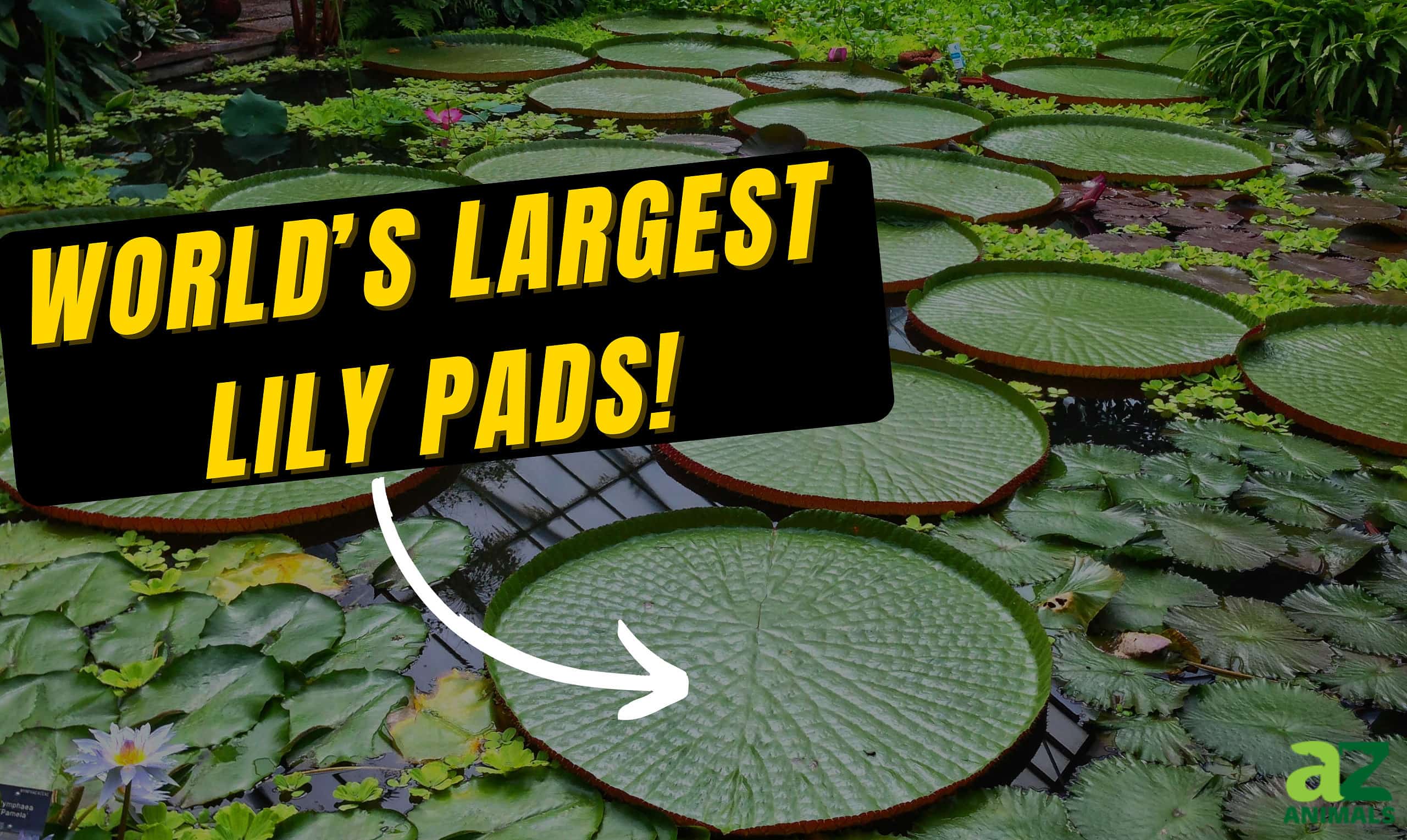 Largest Lily Pads