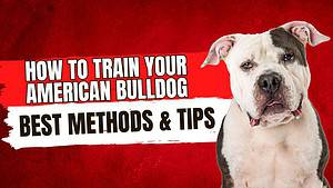 How to Train Your American Bully: The Best Methods and Tips Picture
