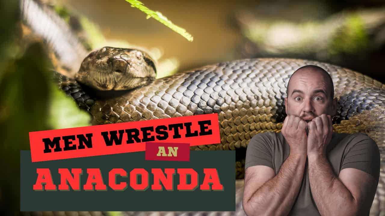 Watch Three Men Wrestle With a Giant Anaconda To Save Their Dog