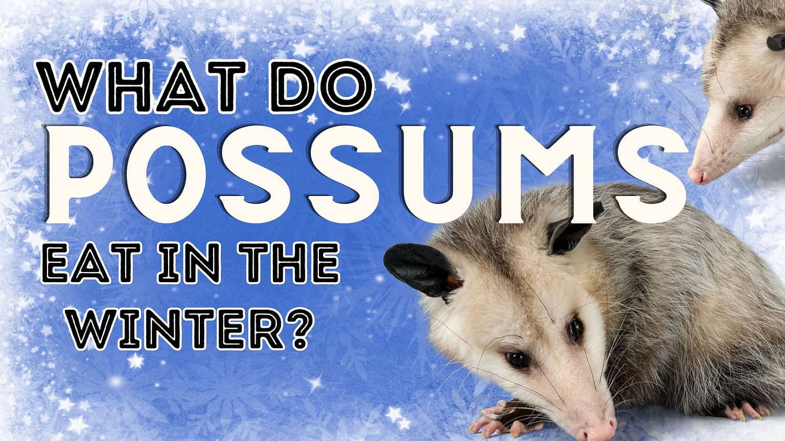 8 Common Foods Possums Eat In Winter AZ Animals