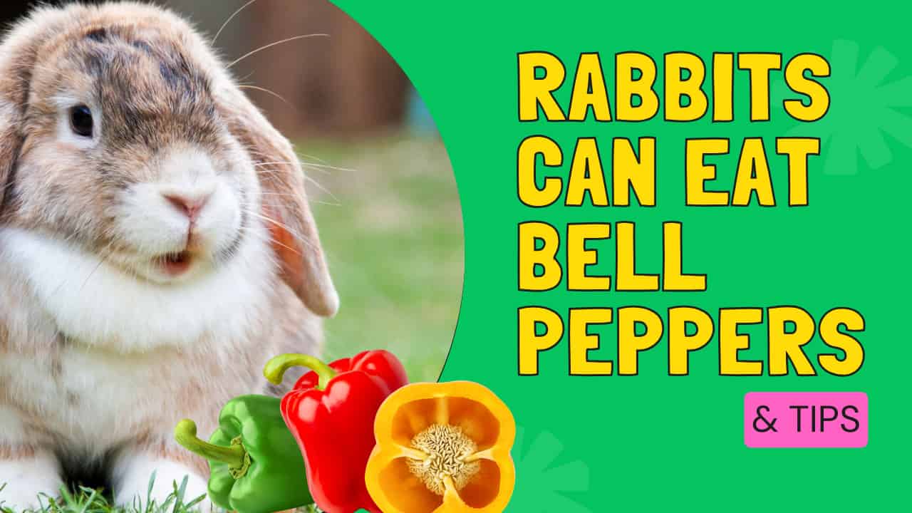 rabbits can eat bell peppers