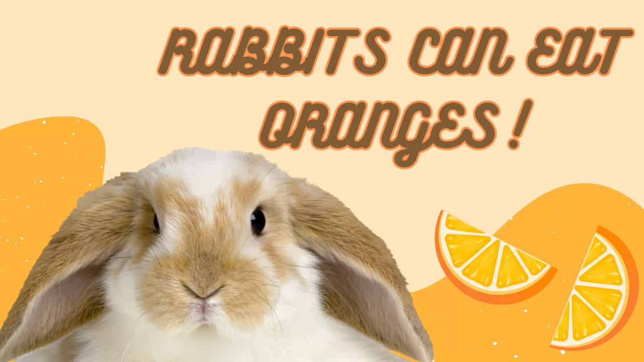 rabbits can eat oranges