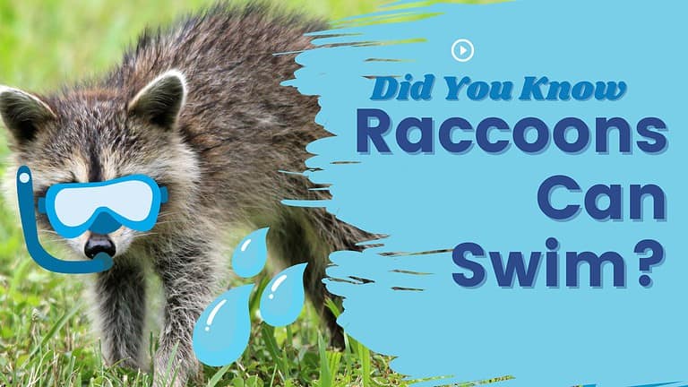 raccoons can swim