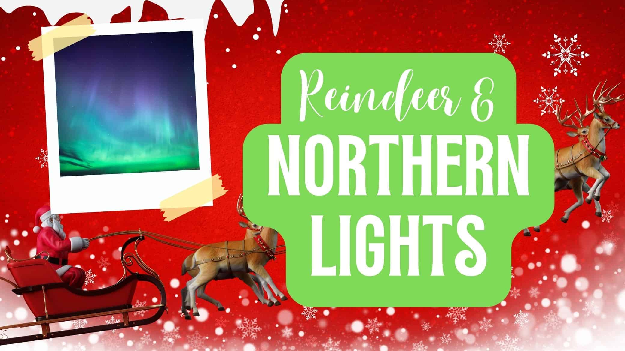 reindeer & northern lights