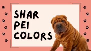 Shar-Pei Colors: Rarest to Most Common Picture