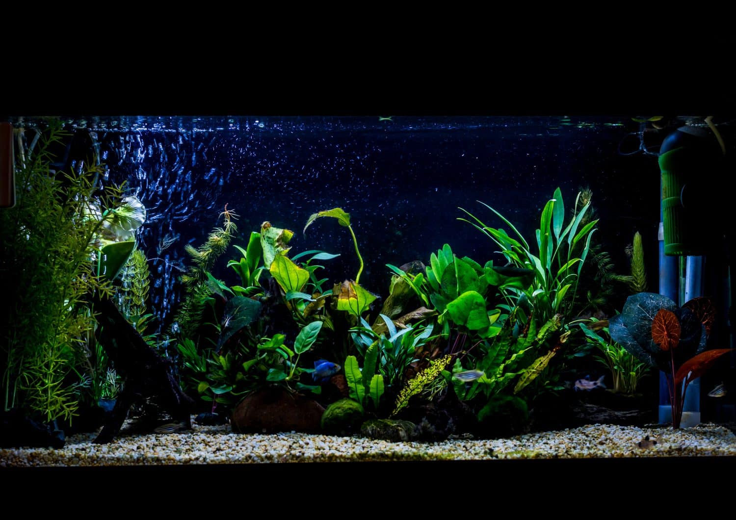 A shot of a 40 gallon, 3ft long, planted tropical fish aquarium.