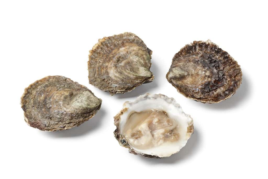 Fresh raw open and closed European flat oysters isolated on white background