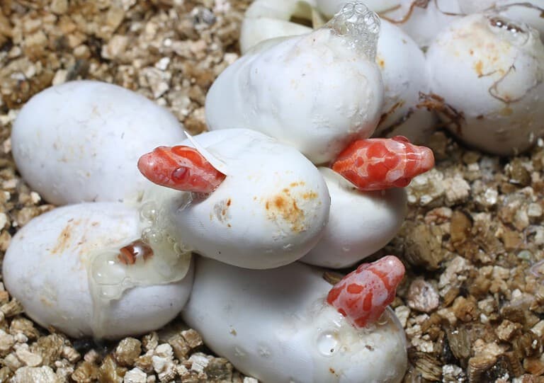 Corn Snake Eggs Hatching (Pantherophis guttatus) morph Coral Snow