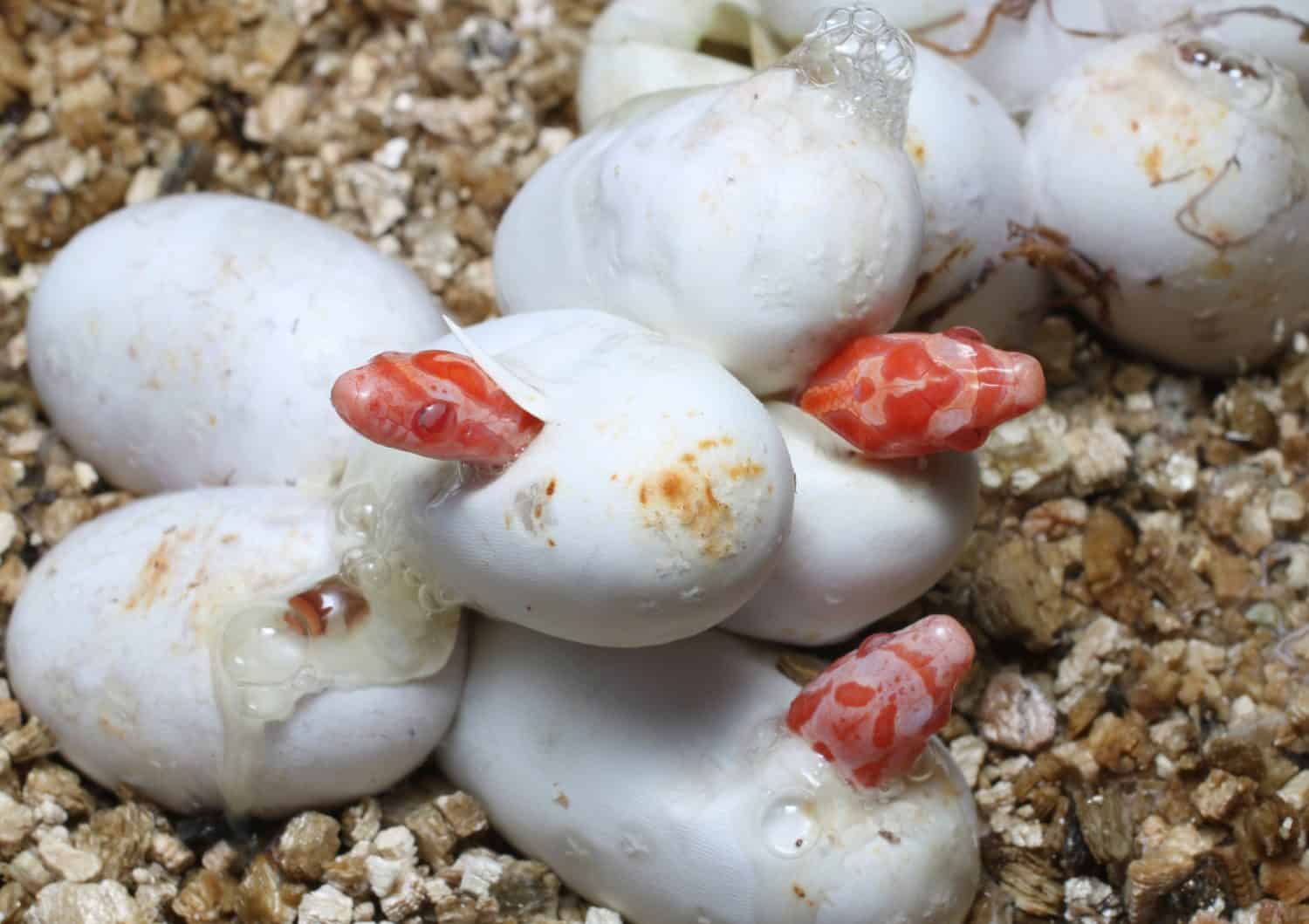 Corn Snake Eggs Hatching (Pantherophis guttatus) morph Coral Snow