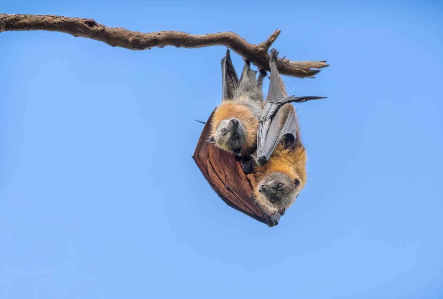 A baby flying fox and its parent cuddling on a branch. The two bats are looking down with a blue sky in the background.