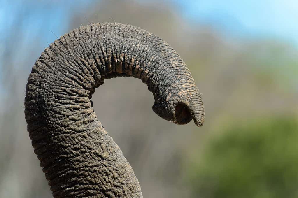 Close up of the elephant's trunk