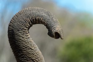 All About Elephant Trunks: Size, Uses, and How They Got Them Picture