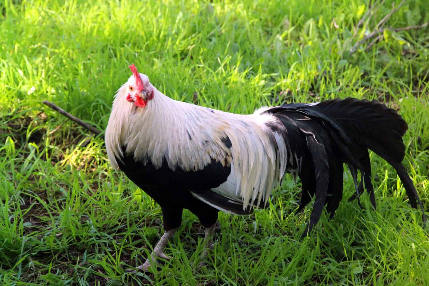 "Old english game" rooster, variety "black breasted gray". Its origins go back to the Roman occupation of England, when it was used for playful purposes among the legionaries, who organized cockfight.