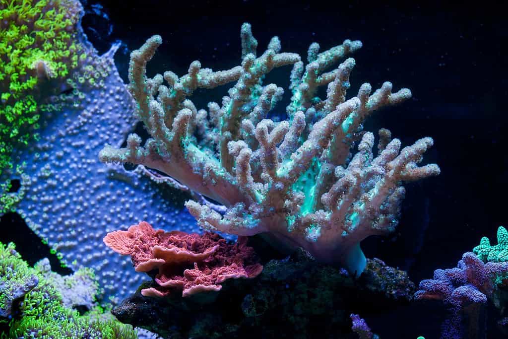 Sinularia dura in Home Coral reef aquarium. Selective focus.